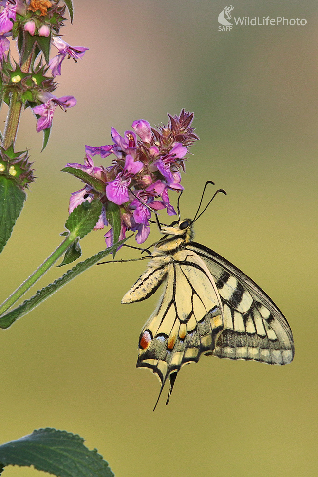 Vidlochvost feniklový (Dominik Kalata)